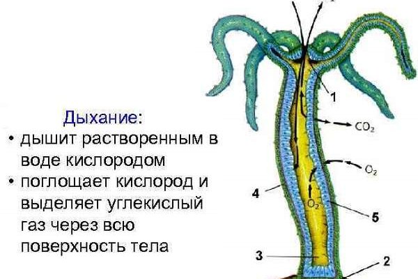 Блекспрут онион